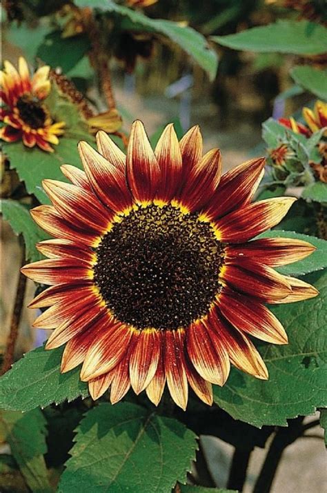 Graines De Tournesol Floristan Graines Helianthus Seeds Etsy France