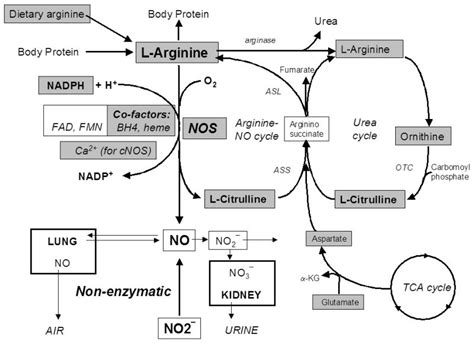 Nitric Oxide More Than Just A Vasodilator TESTONATION