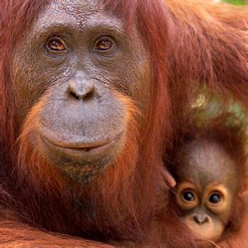 Portr T Des Borneo Orang Utan Im Artenlexikon Des Wwf Mit Informationen