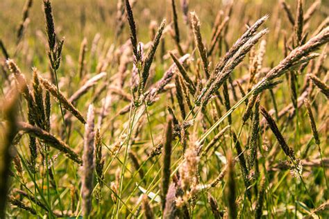 Foxtail Grass Seed Stock Photos Pictures And Royalty Free Images Istock