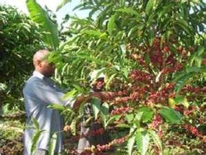 How To Pruning The Coffee Plants