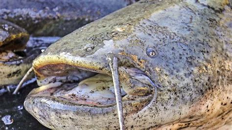 Klimawandel Im Hofer Land Heimische Fische In Gefahr Hof Frankenpost