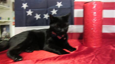 Happy July Th From My Cats Romulus Remus Part Youtube