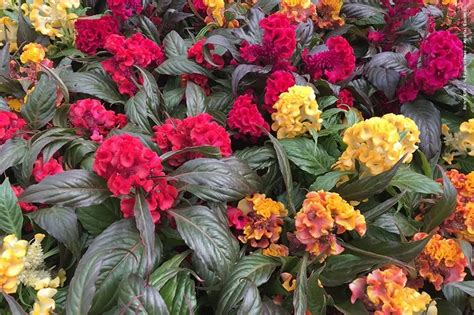 Fiore Celosia Significato Di Amore E Passione Fioreria L Orchidea