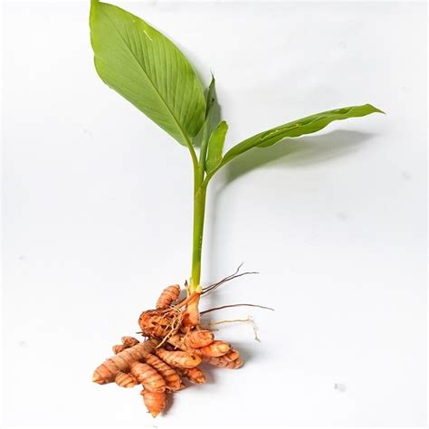 Sprouted Turmeric Live Rhizomes Ready To Plant Curcuma Longa Fresh