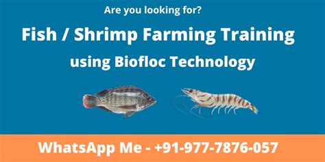 Biofloc Fish Farming And Shrimp Farming Training In India