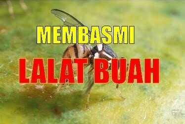 Nama Ilmiah Lalat Buah Ilmu