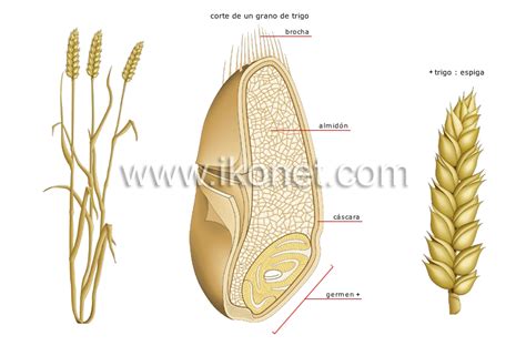 Reino Vegetal Cereales Trigo Imagen Diccionario Visual