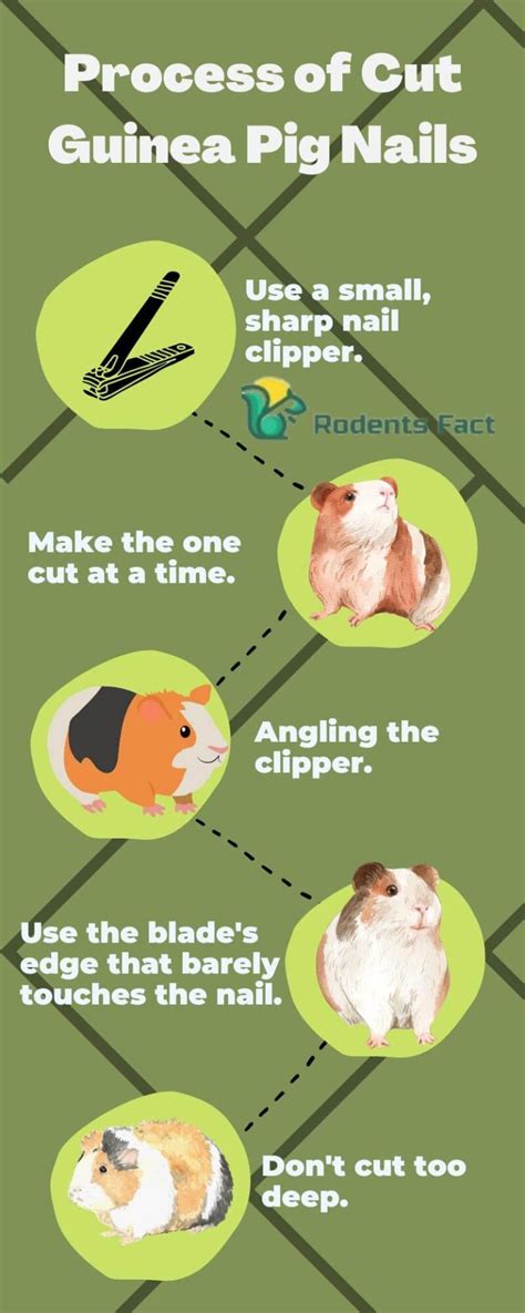 A Detailed Guide On How To Clip Guinea Pig Nails No Pain