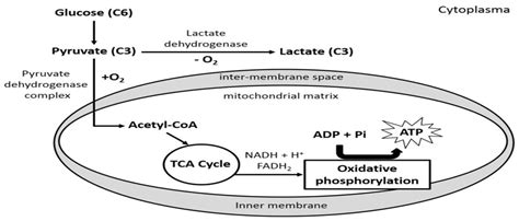 Lactic Acidosis Learning Biochemistry