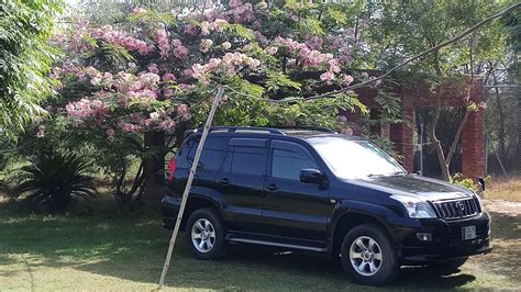 Cassia Javanica Subsp Nodosa Tree On Full Bloom Cassia Kay Phool