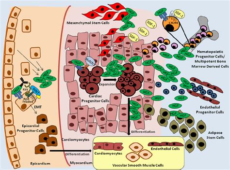 Hgf Met Drives Cardiac Repair And Regeneration Different Pools Of