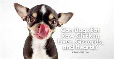 Can Dogs Eat Raw Chicken Liver, Gizzards, and Hearts? (Read This First!)