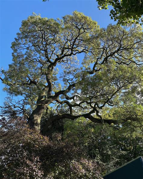 An Ash Birmingham Botanical Gardens Robin Stott Cc By Sa