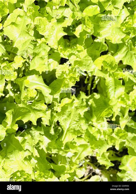 Leafy green lettuce growing Stock Photo - Alamy