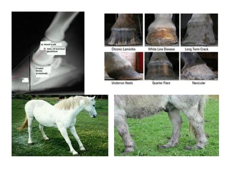 Common horse injuries