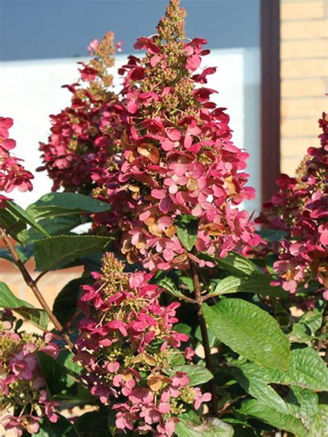 Fire & Ice® Hydrangea - Jeffries Nurseries