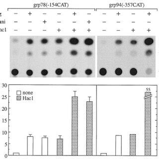 Effect Of Yhac Aa On The Basal And Stress Induced Transcription