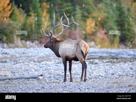 Bull Elk Wapiti Cervus Canadensis Guarding His Harem Of Cows Bow