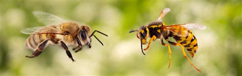 Understanding bee and wasp stings: Insights from Dr. Killigan