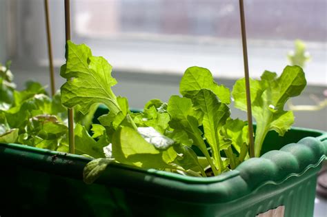 Hanging Diy Window Planter Boxes For Indoors ~ Bless My Weeds