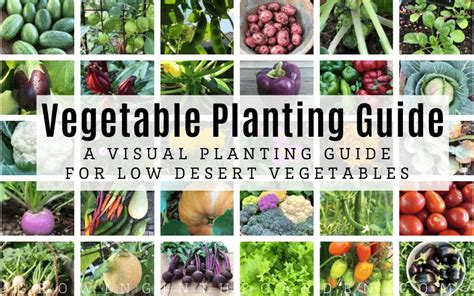 Vegetable Garden Planting Guide Fasci Garden