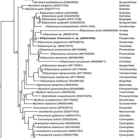 Phylogenetic Relationships Of Myxozoans Genetically Similar To