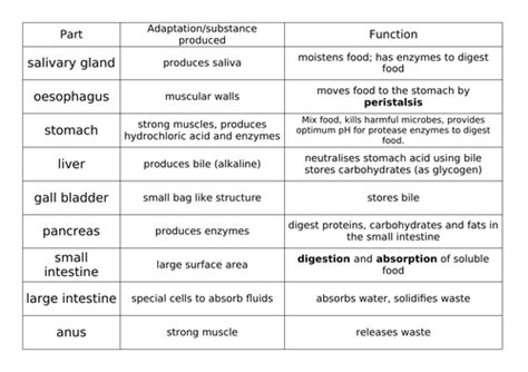 Gcse Digestive System Card Sort Teaching Resources