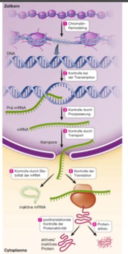 Biologie Karteikarten Quizlet