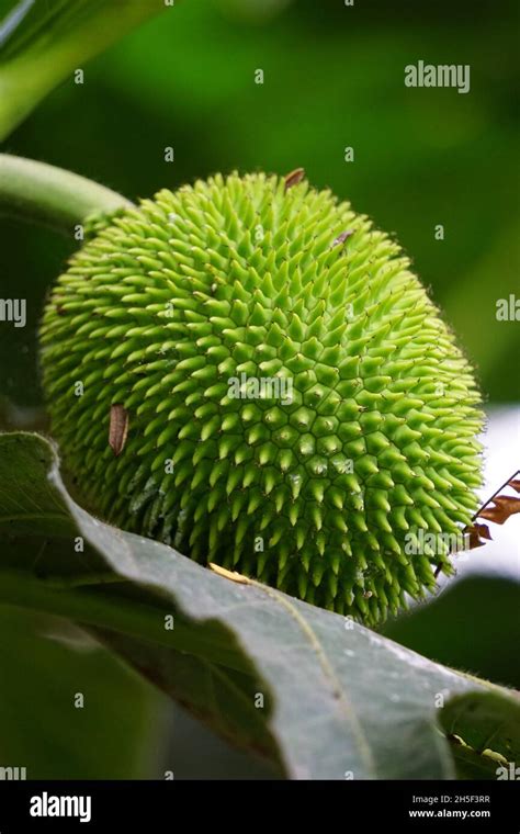 Artocarpus Camansi Also Breadnut Moraceae Breadfruit Artocarpus