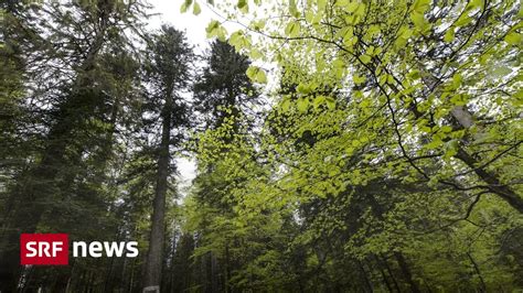 Schweizer Wald W Lder Leiden Unter Jahrelangem Wasserdefizit News Srf