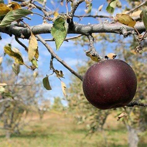 Arkansas Black Apple | Star Nursery Garden and Rock Centers