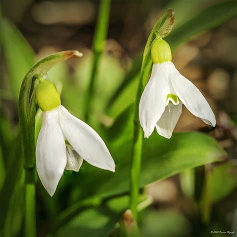 Snow Drops Galanthus Enjoying 50 Degree Weather In Februar Roman