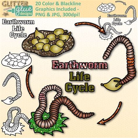 Worm Life Cycle For Kids