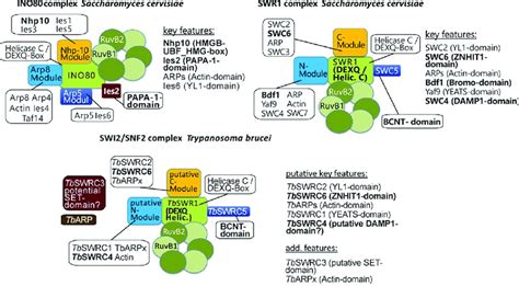 The Trypanosoma Brucei SNF2 ATPase Complex Exhibits Characteristics Of