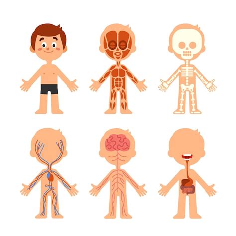 Anatomia Do Corpo De Menino Dos Desenhos Animados Vetor Premium