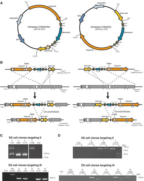 Figure 1 From Determining The Requirement Of Caspase 1 Catalytic