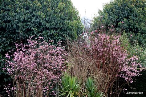 Viburnum Bodnantense Dawn Is Een Waardevolle Bladverliezende Heester