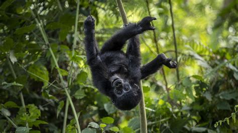 Baby Mountain Gorillas Swing In Uganda S Bwindi National Park Cgtn