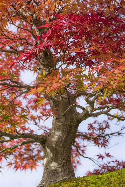 Bonsai Klon Japoński Acer Darmowe zdjęcie na Pixabay