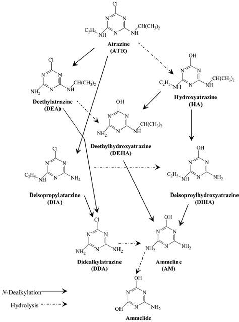 The Major Atrazine Degradation Pathway Cook 1987 Jensen 1982 Download Scientific Diagram