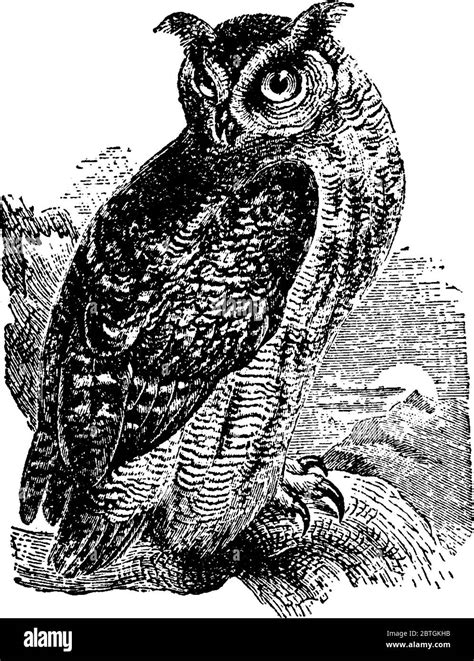 Great Horned Owl Illustration