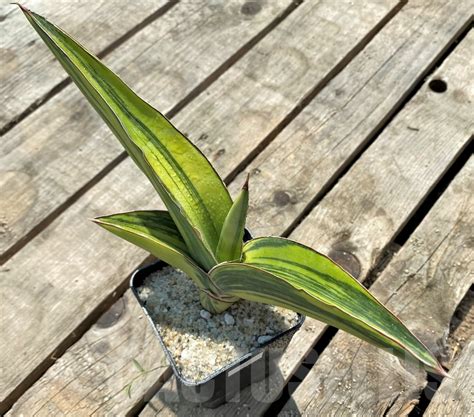 SHPR11521 Sansevieria robusta Yellow variegata Кактус онлайн