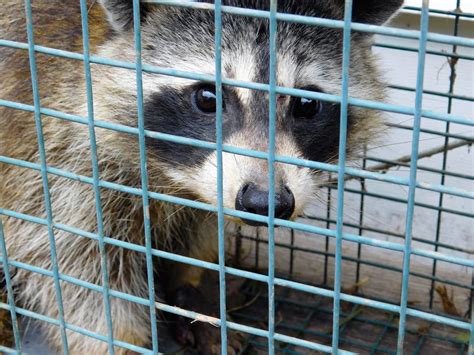 Problème De Ratons Laveurs Capture De Ratons Laveurs Sur La Rive Sud