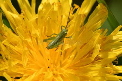 Bug Insects In The Spring On The Grass Stock Image Image Of Spots