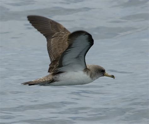 Balearic Shearwater - BirdWatch Ireland