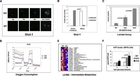 Figure From The Histone Deacetylase Sirt Regulates Glucose