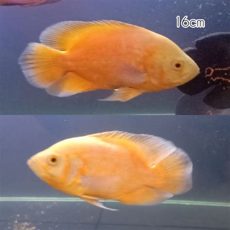 Jual Ikan Hias Oscar Paris Albino Shopee Indonesia