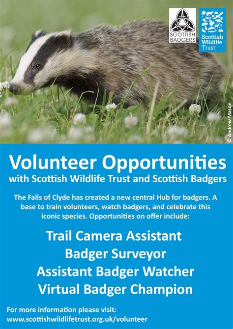 Falls Of Clyde Badger Hub New Volunteer Opportunities Scottish