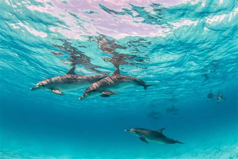 Sorties Bateau Dauphins Tortues Martinique